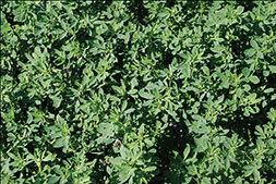 alfalfa