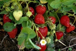 Strawberries