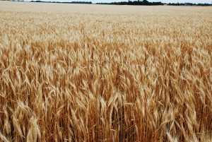 wheat