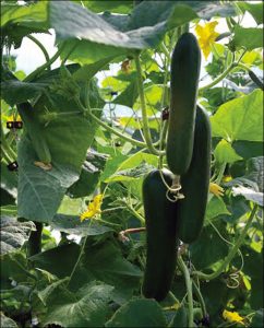 Katrina Cucumbers