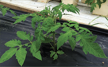 Photo illustrates desireable late-season fruit set (Red Seuce variety)